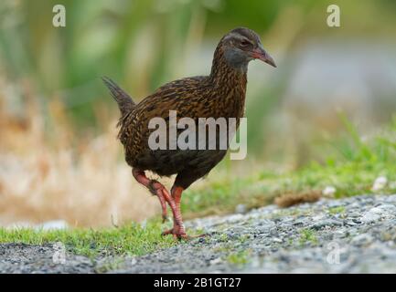 Gallirallus australis - Weka in New Zealand Southern Island. Brown and grey bird. Stock Photo