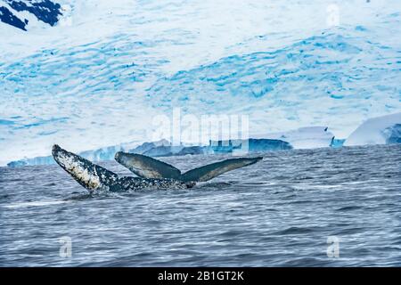Two Humback Baleen Whales Tails Chasing Krill Blue Sea Water Charlotte Bay Antarctic Peninsula Antarctica
