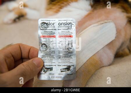 Paris, France - Jul 20, 2019: Overhead view of cat after surgery operation vet cabinet visit rehabilitation after medical intervention on ankle prosthesis man holding Onsior Robenacoxib pills blister Stock Photo