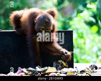 Bornean orangutan (Pongo pygmaeus pygmaeus), pup takes feed, Malaysia, Borneo, Sepilok Orangutan Rehabilitation Centre Stock Photo
