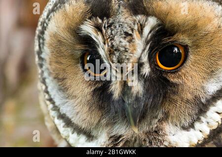 long-eared owl (Asio otus), portrait , Germany Stock Photo