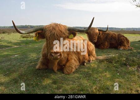 Scottish Highland Cattle, Kyloe, Highland cow, Heelan coo (Bos primigenius f. taurus), in nature reserve, Netherlands