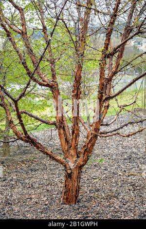 paperbark maple (Acer griseum), habit, Germany, Bavaria Stock Photo