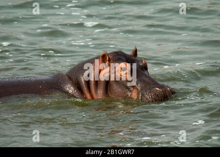 hippopotamus, hippo, Common hippopotamus (Hippopotamus amphibius), portrait in the water, side view, Uganda
