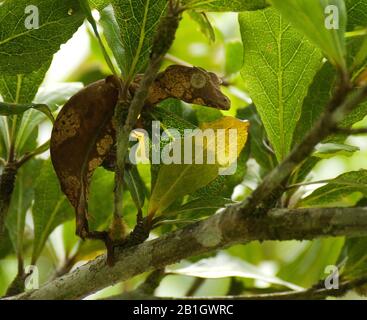 Henkel's Leaf-tailed Gecko (Uroplatus henkeli), sitting on a branch between leaves, Seitenansicht, Madagascar Stock Photo