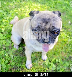 On a hot summer day, a pug dog is panting with its little tongue sticking out. Stock Photo