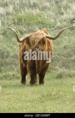 Scottish Highland Cattle, Kyloe, Highland cow, Heelan coo (Bos primigenius f. taurus), in nature reserve, Netherlands Stock Photo