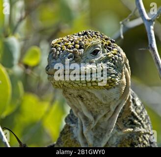 Galapagos land iguana (Conolophus subcristatus), portrait, Ecuador, Galapagos Islands Stock Photo