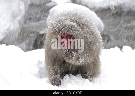 Japanese macaque, snow monkey (Macaca fuscata), in snow, Japan, Nagano, Jigokudani Yaen Koen Stock Photo