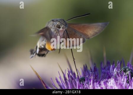 Hummingbird hawkmoth (Macroglossum stellatarum), pollinating, Cyprus Stock Photo