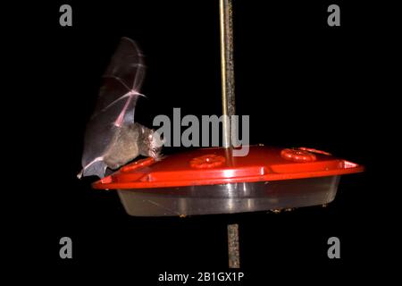 shrew-like long-tongued bat, Pallas' long-tongued bat (Glossophaga soricina), feeding at a hummingbird feeder, side view, Brasilia Stock Photo