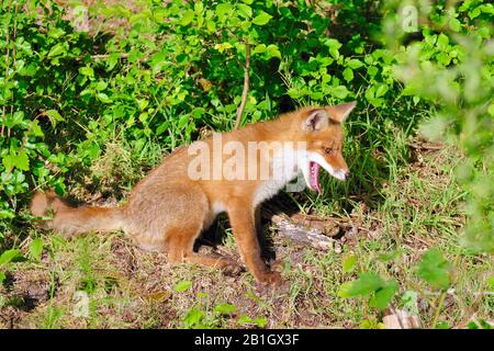 red fox (Vulpes vulpes), fox cub yawning in a meadow, side view, Netherlands, Northern Netherlands Stock Photo
