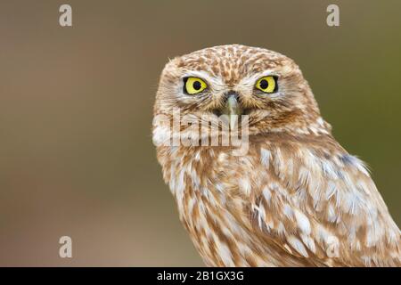 Saharian little owl (Athene noctua saharae, Athene saharae), half-length portrait, looking toward camera, Morocco Stock Photo