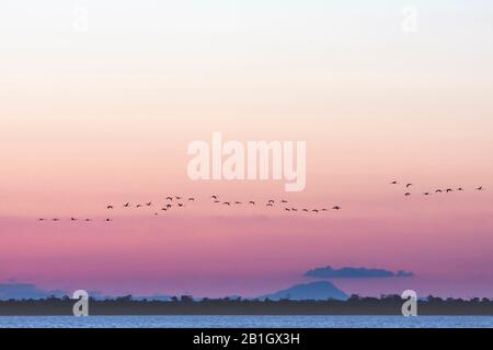 greater flamingo (Phoenicopterus roseus, Phoenicopterus ruber roseus), flying flock in evening light, France, Reserve Naturelle Nationale de Camargue Stock Photo