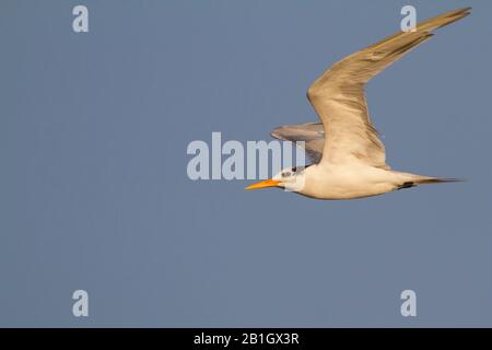 lesser crested tern (Thalasseus bengalensis bengalensis, Thalasseus bengalensis), in flight, Oman Stock Photo