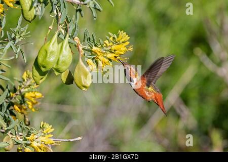 Allen's hummingbird (Selasphorus sasin), male in hover flight, drinking nectar from yellow flowers, USA, California, Crystal Cove State Park