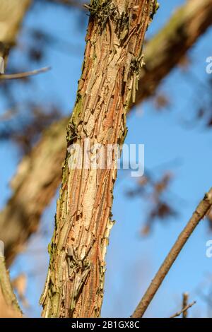 rough-barked maple, Three-flowered Maple (Acer triflorum), trunk Stock Photo