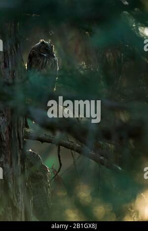 long-eared owl (Asio otus), two long-eared owls sit on a branch in a tree, Germany Stock Photo