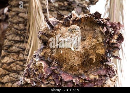 Lilith owl (Athene noctua lilith, Athene lilith), on dead palm, Cyprus Stock Photo