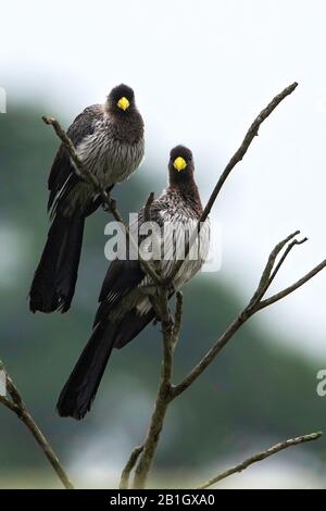 grey plantain-eater (Crinifer piscator), resting on a tree, Africa Stock Photo