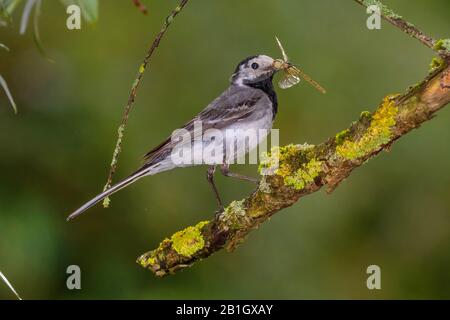 wagtail, white wagtail (Motacilla alba), perching on a branch with preyed dragonfly in the bill, side view, Germany, Bavaria Stock Photo