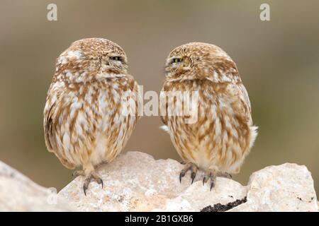 Saharian little owl (Athene noctua saharae, Athene saharae), pair looking each other in the eye, Morocco Stock Photo