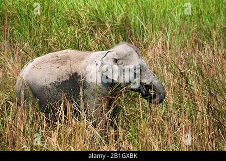 Indian elephant (Elephas maximus indicus, Elephas maximus bengalensis), feeding young elephant in reed, side view, India, Kaziranga National Park Stock Photo