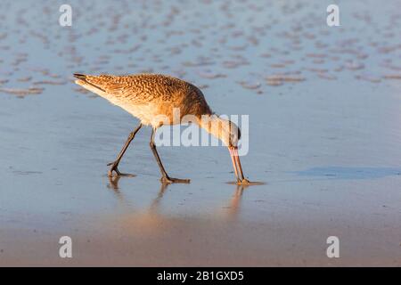 marbled godwit (Limosa fedoa), foraging in the wash margin, side view, USA, California, Crystal Cove State Park Stock Photo