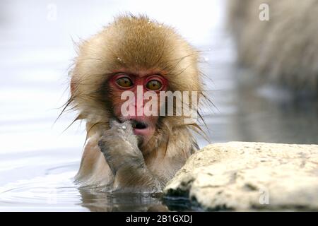 Japanese macaque, snow monkey (Macaca fuscata), youngster sitting in a hot spring with finger in mouth, Japan, Nagano, Jigokudani Yaen Koen Stock Photo