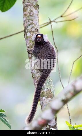 common marmoset (Callithrix jacchus), sitting at a tree trunk, Brazil Stock Photo