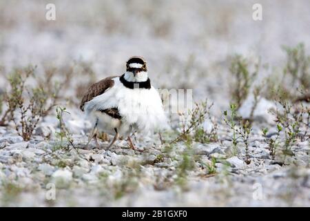 African little ringed plover (Charadrius dubius curonicus, Charadrius curonicus), female gathering chicks under the wings on the ground, front view, Croatia Stock Photo