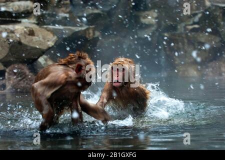 Japanese macaque, snow monkey (Macaca fuscata), two young monkeys romping in a hot spring, Japan