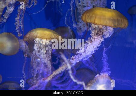 Pacific sea nettle, West Coast sea nettle (Chrysaora fuscescens ), swimming group, USA, California