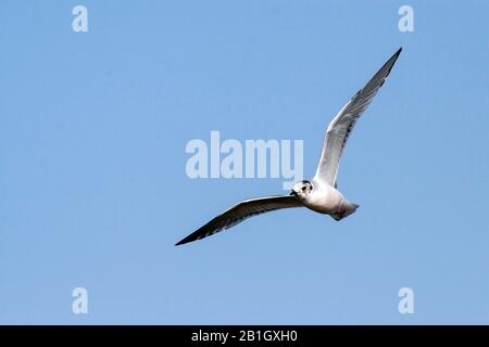 little gull (Hydrocoloeus minutus, Larus minutus), juvenile in flight, Germany Stock Photo