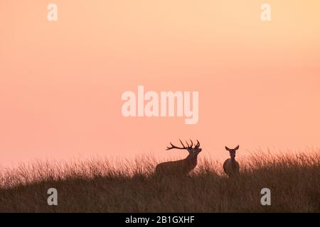 red deer (Cervus elaphus), pair in evening light, Netherlands, Gelderland, Hoge Veluwe National Park Stock Photo