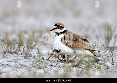 African little ringed plover (Charadrius dubius curonicus, Charadrius curonicus), female gathering chicks under the wings on the ground, side view, Croatia Stock Photo
