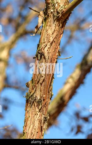 rough-barked maple, Three-flowered Maple (Acer triflorum), trunk, Czech Republic, Prague Stock Photo