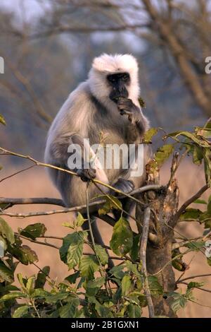 Sacred langur, Indian langur, Hanuman langur, Northern Plains Gray Langur, Hanuman monkey, Common Langur (Semnopithecus entellus, Presbytis entellus), sits feeding on a branch, front view, India, Corbett National Park Stock Photo