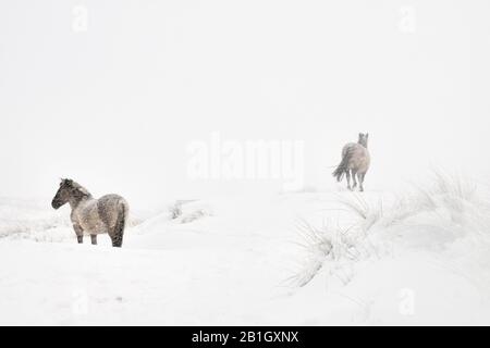 Konik horse (Equus przewalskii f. caballus), two horses in snow, Netherlands, Grafelijkheidsduinen Stock Photo