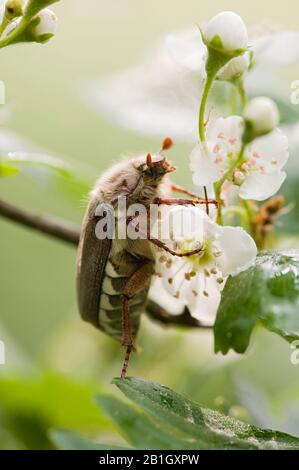 Common cockchafer, Maybug, Maybeetle (Melolontha melolontha), on a flower, Netherlands, Northern Netherlands Stock Photo