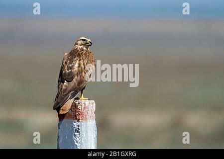 long-legged buzzard (Buteo rufinus), perching on a post, side view, Kazakhstan Stock Photo