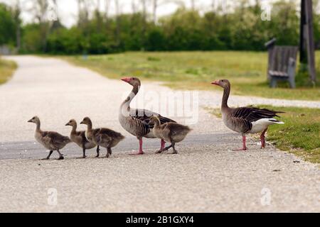 greylag goose (Anser anser), pair with gosslings crossing a street, side view, Austria, Burgenland, Neusiedler See National Park Stock Photo