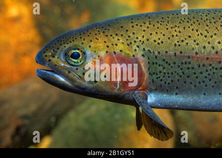 rainbow trout (Oncorhynchus mykiss, Salmo gairdneri), portrait, side view, Germany Stock Photo