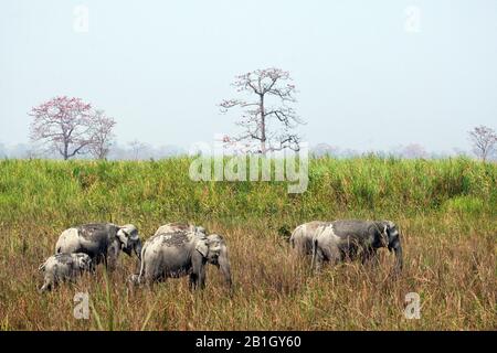 Indian elephant (Elephas maximus indicus, Elephas maximus bengalensis), grazing herd of elephants in reed, India, Kaziranga National Park Stock Photo