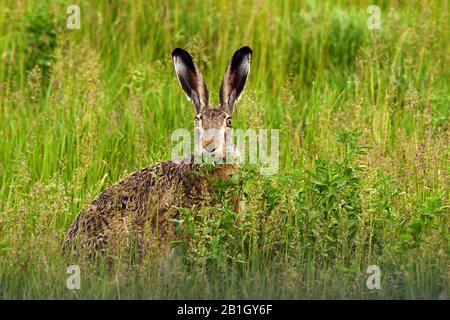 European hare, Brown hare (Lepus europaeus), sitting on grass, Austria, Burgenland, Neusiedler See National Park Stock Photo