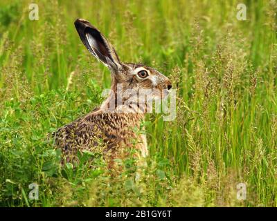European hare, Brown hare (Lepus europaeus), sitting on grass, side view, Austria, Burgenland, Neusiedler See National Park Stock Photo