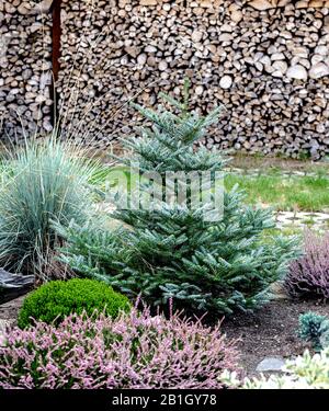 Korean fir (Abies koreana 'Silberlocke', Abies koreana Silberlocke), cultivar Silberlocke Stock Photo