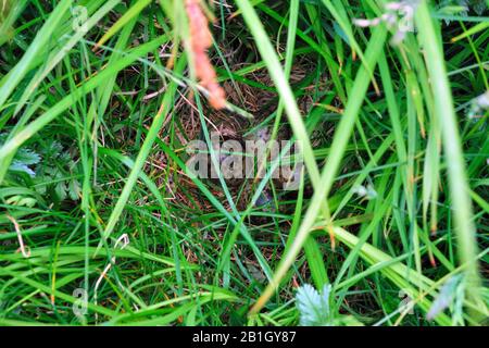 common snipe (Gallinago gallinago), eggs in the nest, Iceland, Flatey Stock Photo