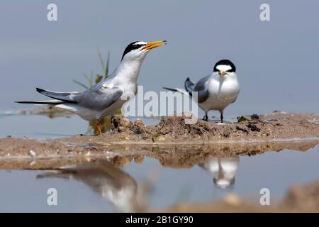 little tern (Sterna albifrons), two little terns at the waterside, Turkey Stock Photo