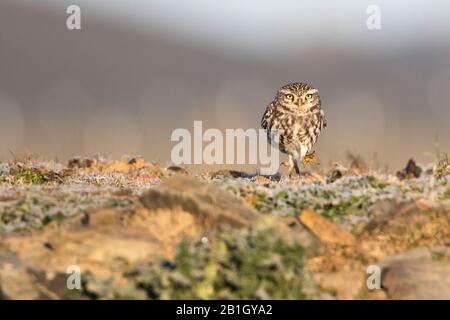 West European Little Owl (Athene noctua vidalii, Athene vidalii), on the ground, Spain Stock Photo